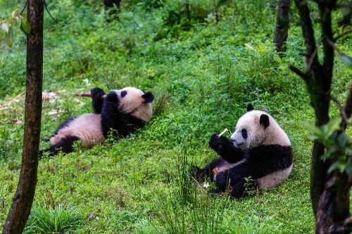 Giant Panda Base