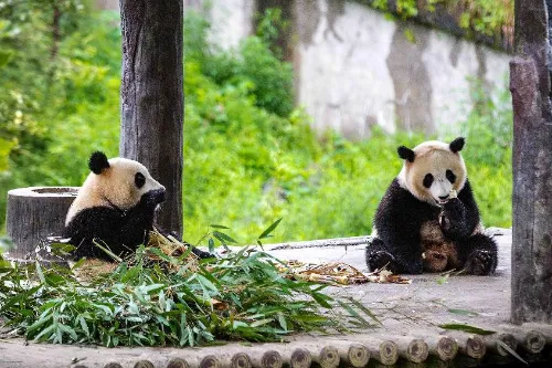 Giant Panda Base