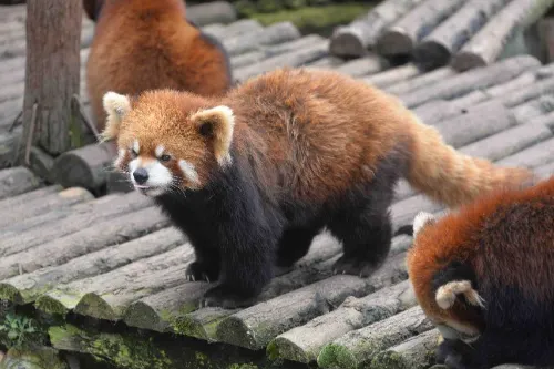Wildlife World