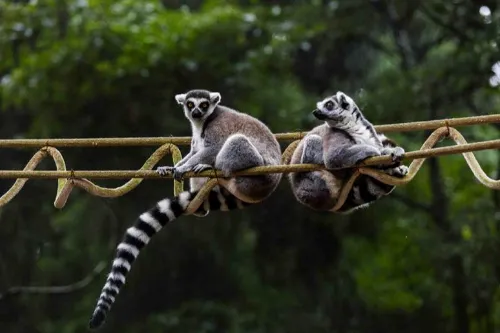 Wildlife World