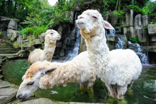 Wildlife World