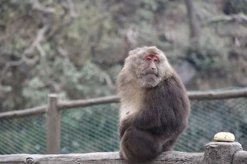生態猴區