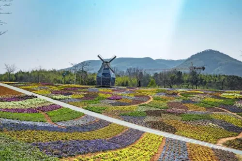 Colorful Flower Field