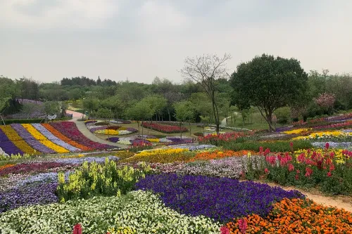 Colorful Flower Field