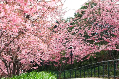 Cherry Blossom Valley