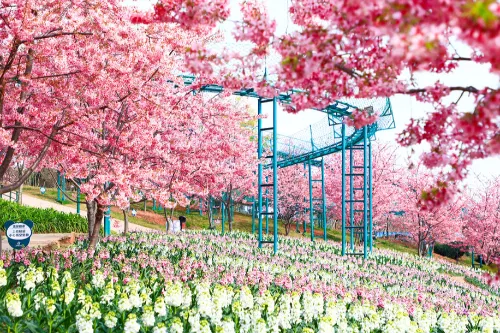 Cherry Blossom Valley