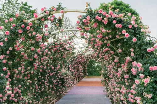 Da Vinci Rose Garden