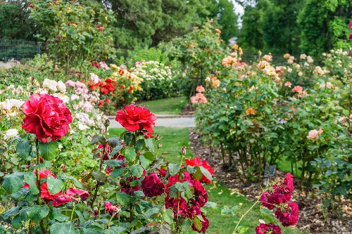 French Rose Garden