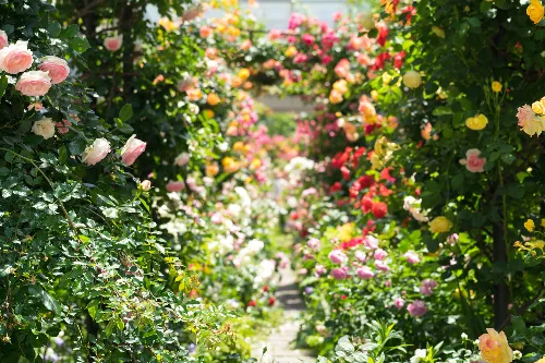 French Rose Garden