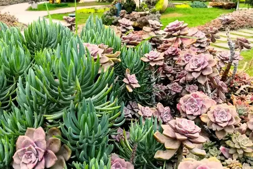 Succulent Botanical Garden