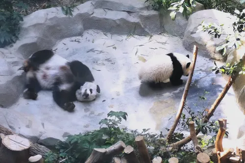 大熊貓星星產房