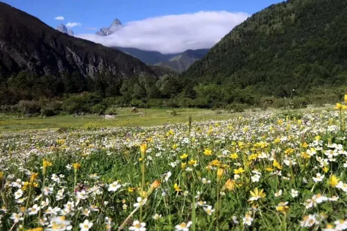 Fragrant Grassland