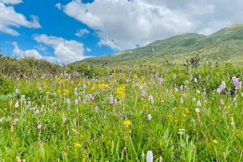 Fragrant Grassland