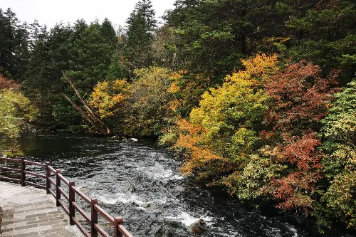Azalea Gorge