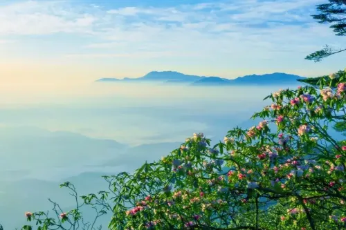Azalea Flower Sea