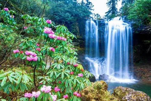 Azalea Flower Sea