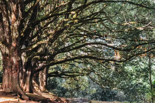 千手观音古树群