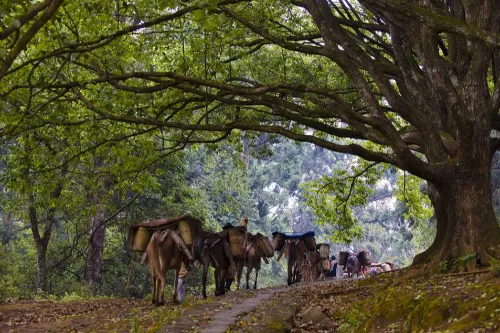 千手观音古树群