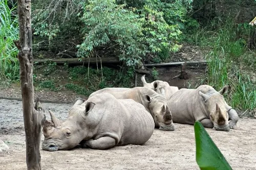 Rhino Retreat