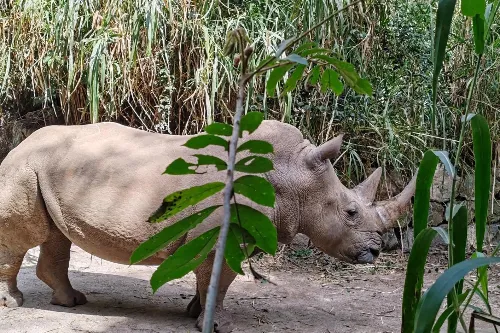 Rhino Retreat