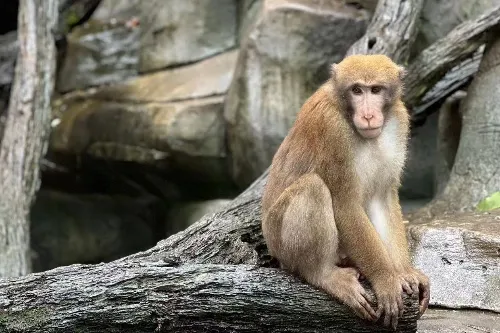 Macaque Paradise
