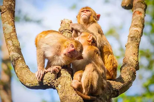 Macaque Paradise