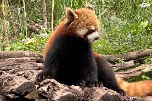 Traveling Red Pandas