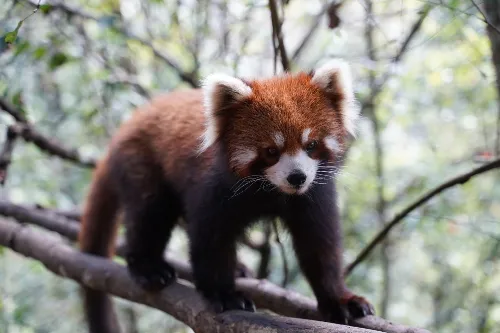 Traveling Red Pandas