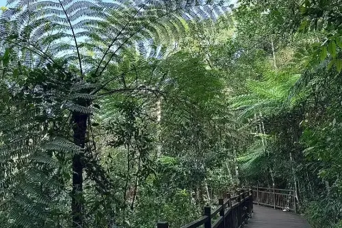 Cyathea Path