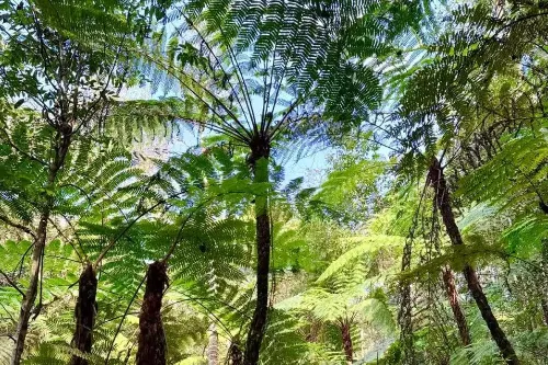 Cyathea Path
