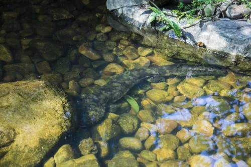 Fish Shadow Stream Trekking