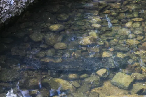 Fish Shadow Stream Trekking