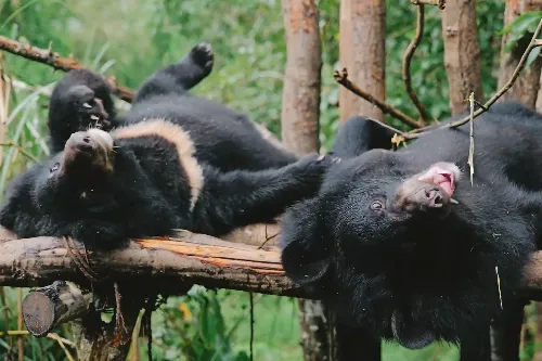 Bear Encounter
