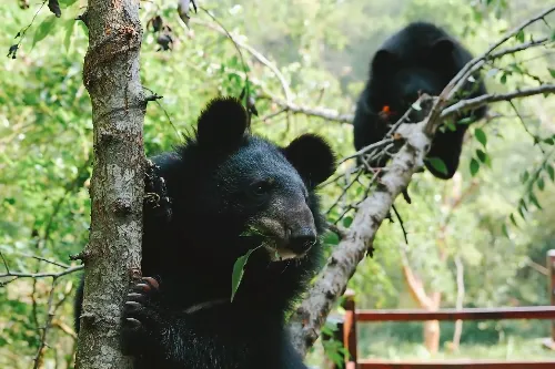 Bear Encounter