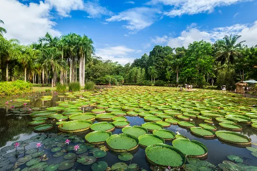 Victoria Water Lily Pond