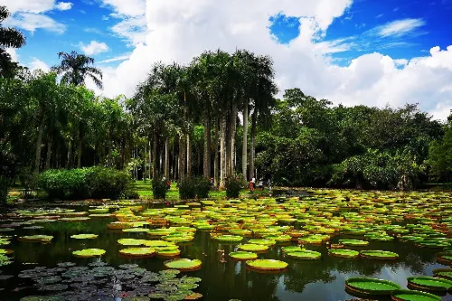 Victoria Water Lily Pond