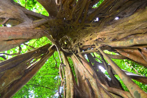 Strangler Fig