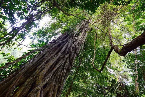 Strangler Fig