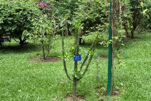 Garden of Rare Flowers and Exotic Plants