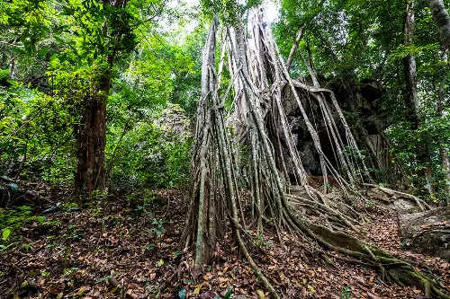 Vine Waterfall