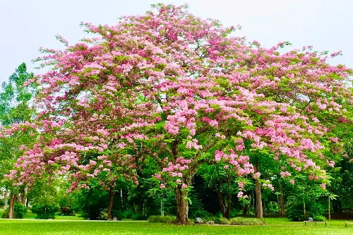 Cassia javanica