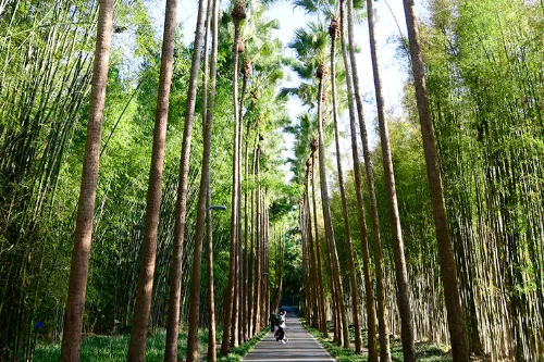 Chinese Fan Palm Boulevard