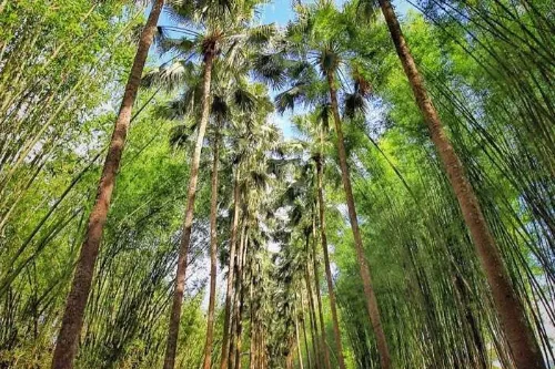 Chinese Fan Palm Boulevard