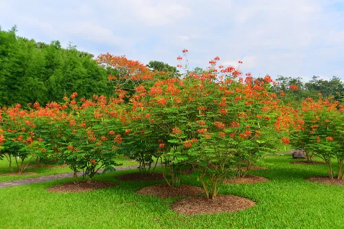 Hundred-Flower Garden
