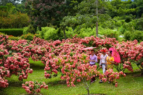 Hundred-Flower Garden