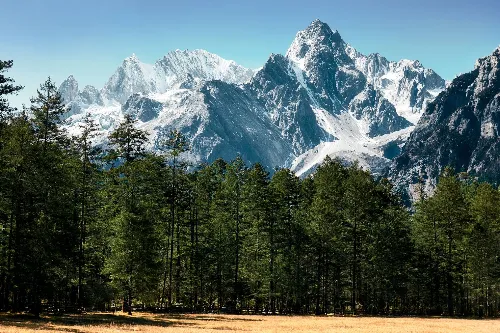 Spruce Meadow