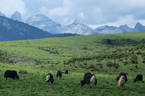 Yak Meadow