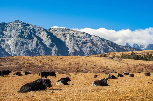 Yak Meadow