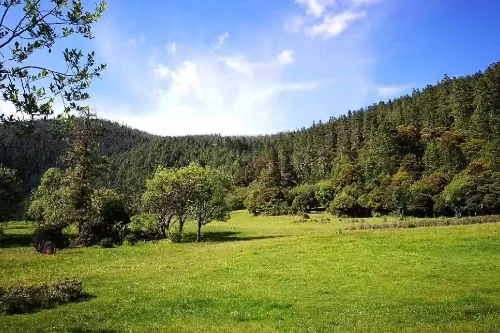 弥里塘亚高山草甸