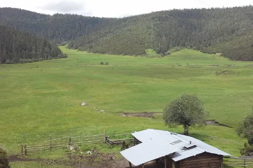 弥里塘亚高山草甸